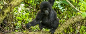 Mountain Gorillas in Volcanoes National Park