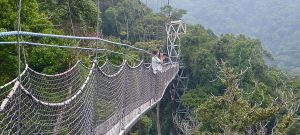 Canopy Walk in Nyungwe