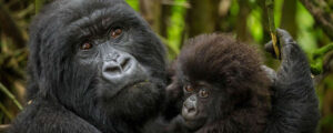 Gorilla Trek in Rwanda